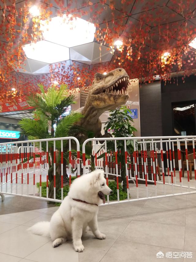 超大型犬:哪种品种的大型犬值得饲养？ 超大型犬品种排名