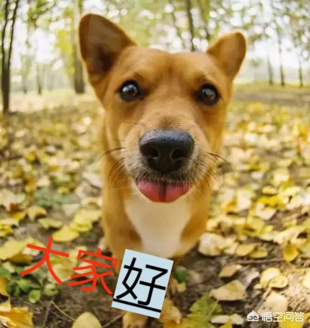 中国土狗凶猛吗:为什么土狗在城市里不好养？ 中国哪里的土狗体型比较大