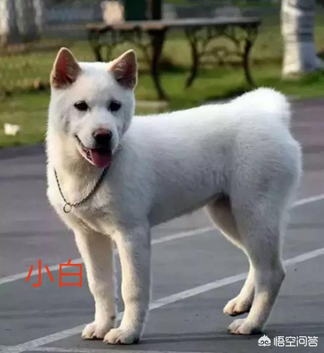 中国土狗凶猛吗:为什么土狗在城市里不好养？ 中国哪里的土狗体型比较大