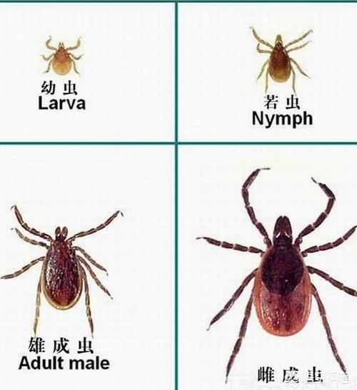 蜱虫身上有没有病毒？