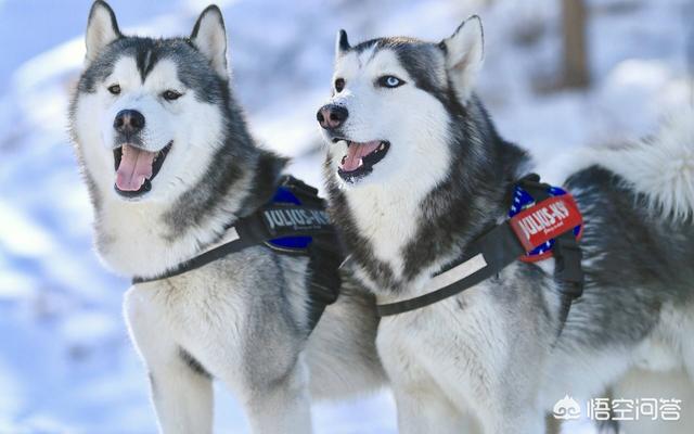 名犬杂志地带:狗狗那么多皮毛，难道夏天不热，冬天不冷吗？