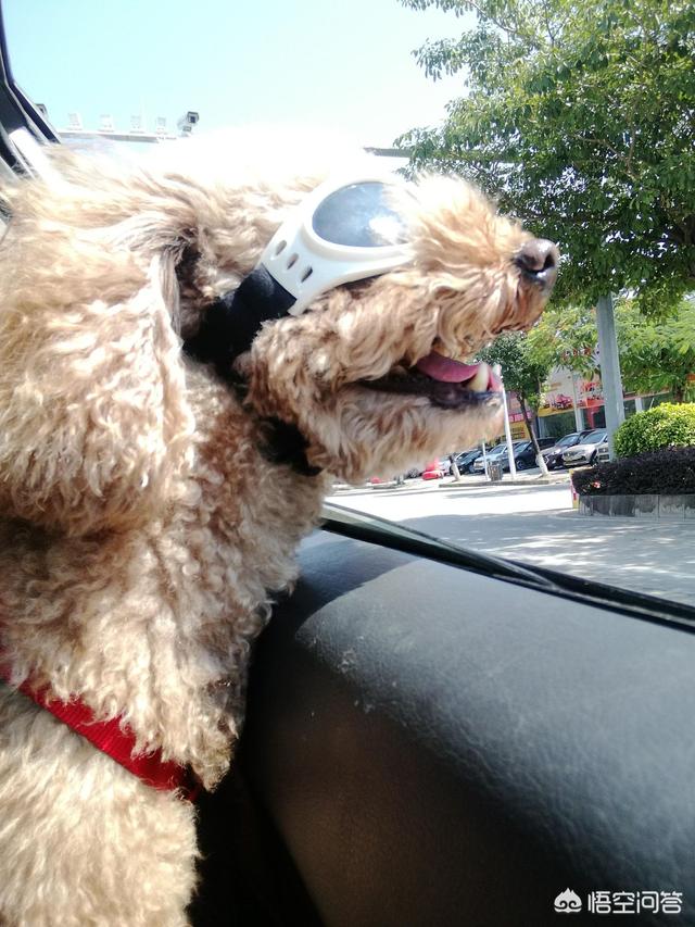 头条问答 如何带狗狗一起自驾游 训犬师祁玮的回答 0赞