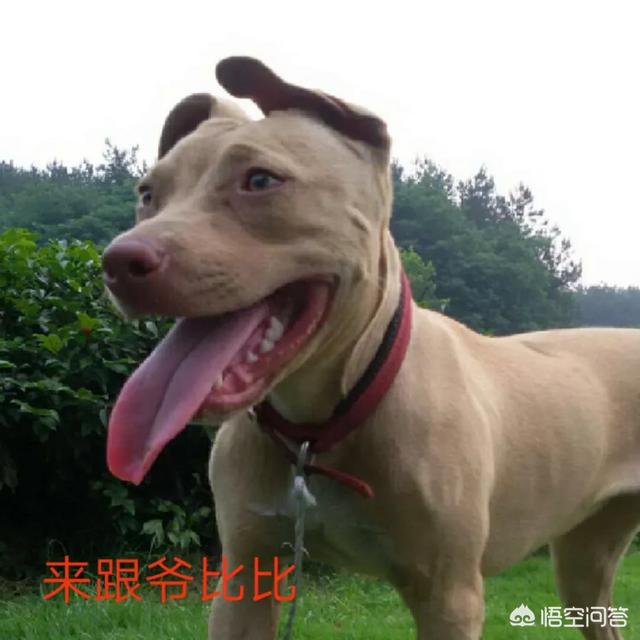 比特犬vs藏獒犬的视频:藏獒真的打不过比特犬吗？ 比特犬vs藏獒打斗视频