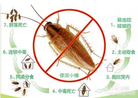 杀蟑螂用什么药效果最好，如何能彻底消灭家里的蟑螂有效消灭蟑螂的药有哪些