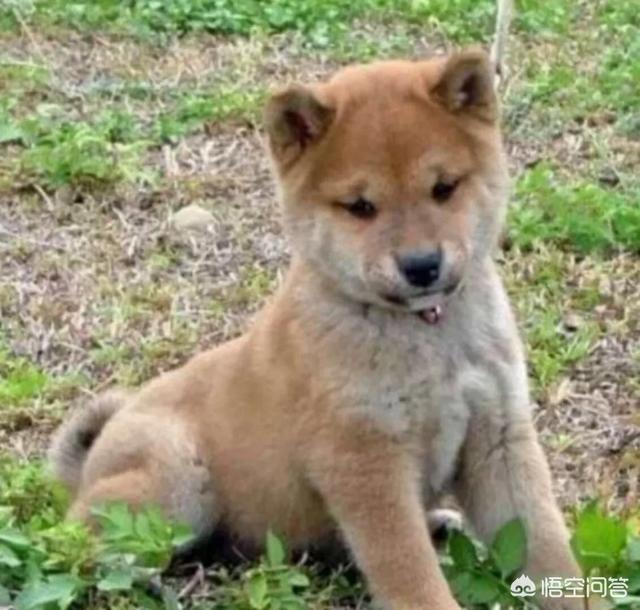 日本柴犬:日本柴犬可以养吗？可以为证吗？ 日本柴犬图片