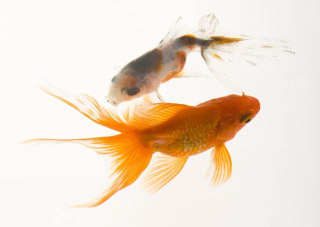 头条问答 金鱼总躲在水泵边上怎么办 13个回答