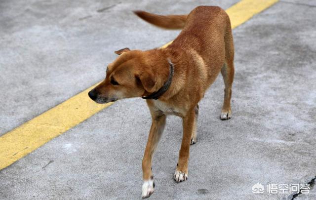 天生无脖牧羊犬遭弃:女主持未拴狗绳遭暴打事件的真相是什么？