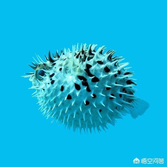 头条问答 - 哪些动物可以把自己变成近乎完美的球形?(6个回答)