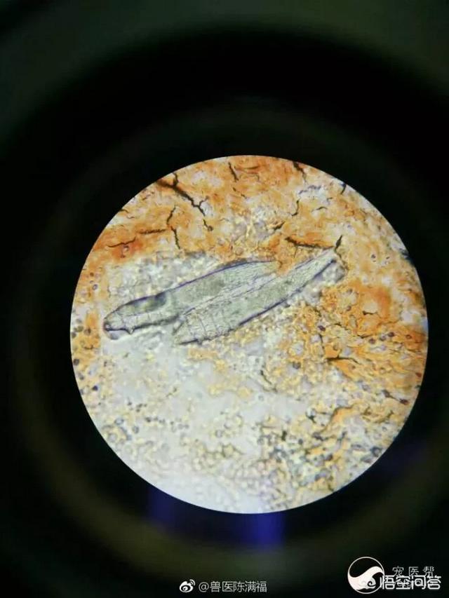 灭虫宁滴剂哪里有卖:怎样做好狗狗的驱虫工作？