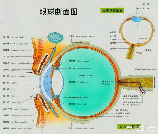 关于眼部疾病:关于眼睛的疾病 常见的眼睛病变症状有哪些？