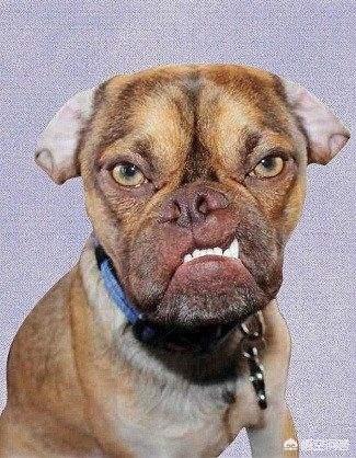 不小心惹狗狗生气了该怎么哄_清洁门户