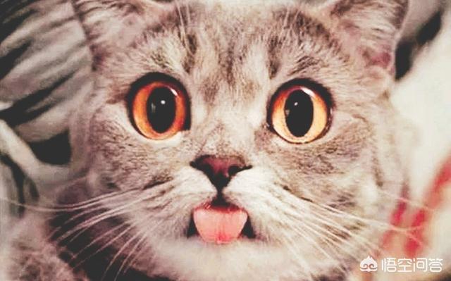 为什么猫咪能缩在小盒子里面:猫咪为什么爱舔塑料包装袋？