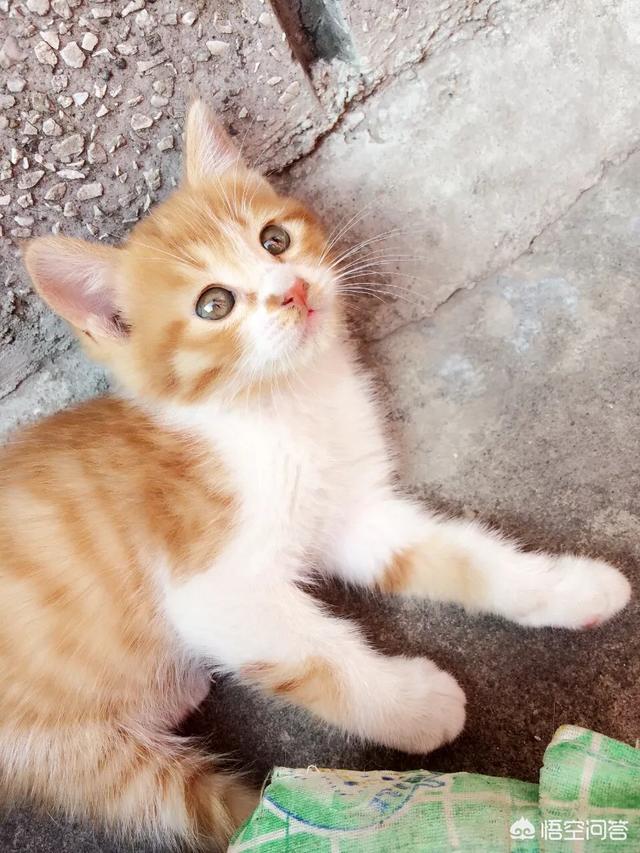 猫咪吃西瓜卡手绘:你家猫咪有哪些特别的癖好？