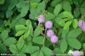 6种会带来晦气的盆栽绿植,客厅盆栽植物容易死掉是什么原因？