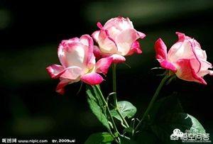 6种会带来晦气的盆栽绿植,客厅盆栽植物容易死掉是什么原因？