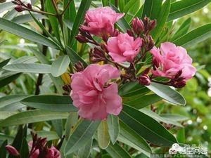 6种会带来晦气的盆栽绿植,客厅盆栽植物容易死掉是什么原因？