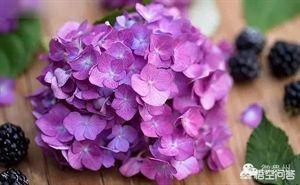 6种会带来晦气的盆栽绿植,客厅盆栽植物容易死掉是什么原因？