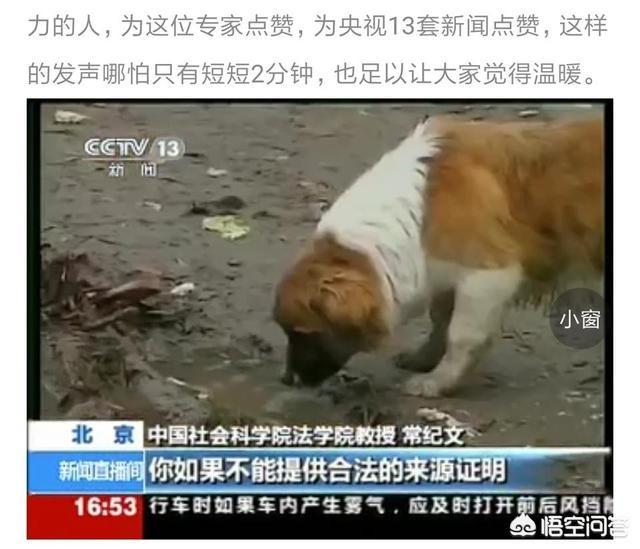 杭州 拦车救狗:杭州萧山义桥收费站拦截一辆运狗车，大家怎么看？