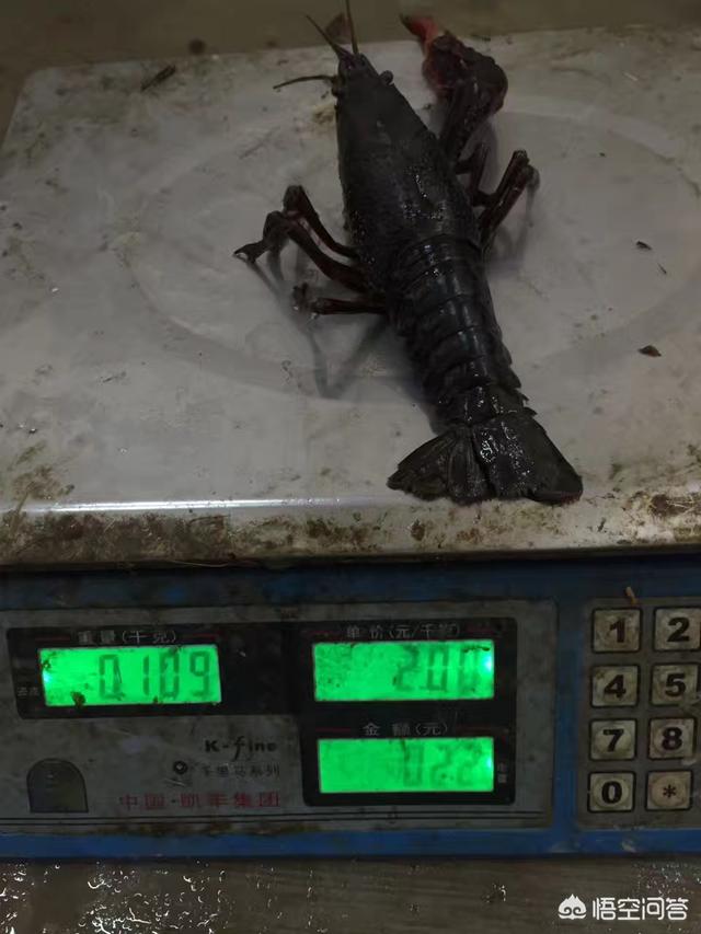 巨型龙虾:世界上最大的龙虾有多大？
