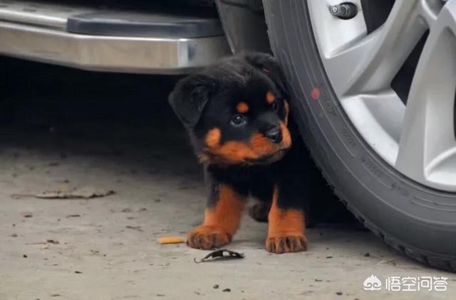 罗威纳犬图片:罗威纳适合在院子里养吗，小狗能不能看出来凶不凶？ 罗威纳犬图片大全