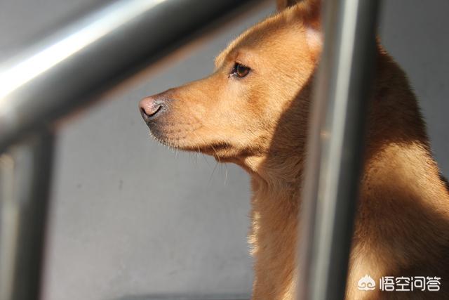 珍岛狗和田园犬:珍岛犬和田园犬区别 如果站在狗的角度，你觉得农村的田园犬和城里的宠物狗谁更快乐？