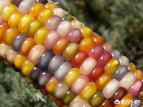 黑花生是转基因食品吗，黑色和紫色玉米是转基因玉米吗？