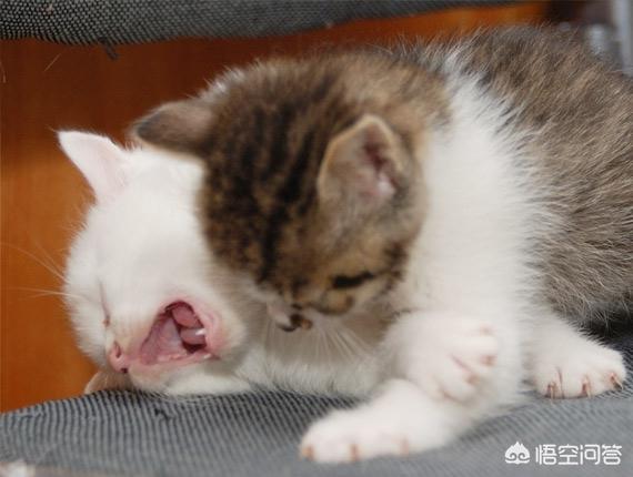 帮外星猫:用什么猫粮喂流浪猫比较好？