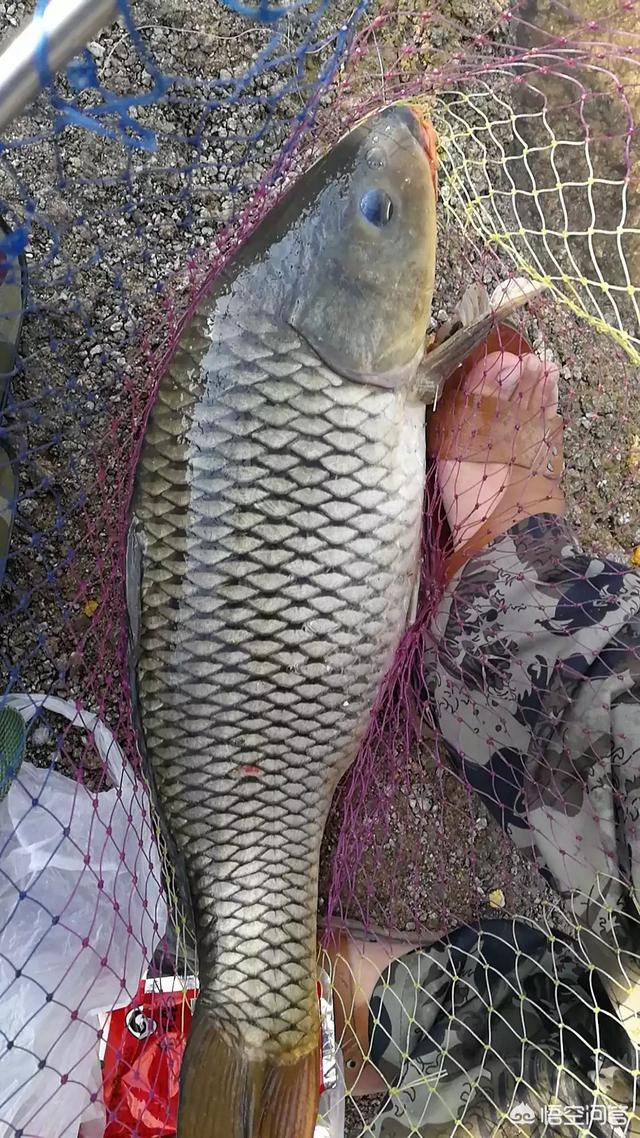 钓鱼实测，野钓时饵料中加入大蒜能让鱼儿疯狂咬钩，是真的吗