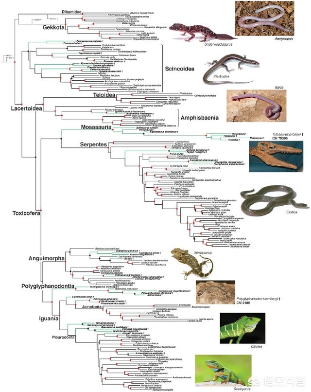 蛇进化到龙的七个阶段，蛇会是由蜥蜴进化过来的吗
