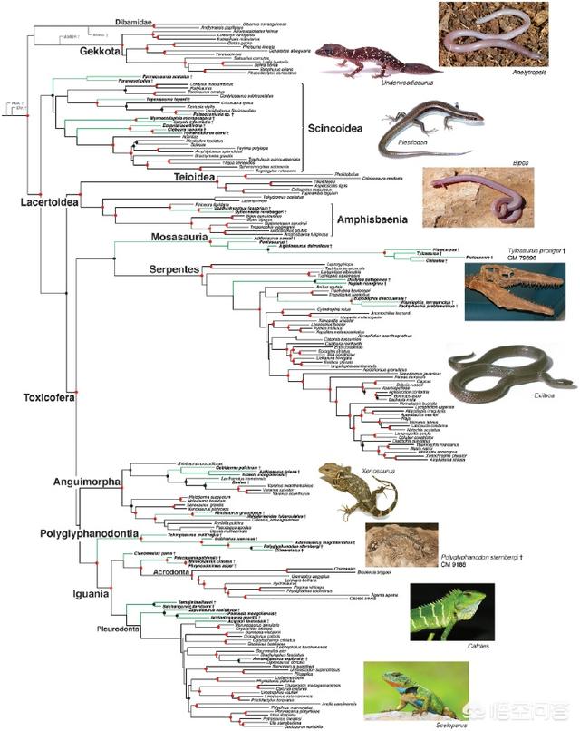 蛇蜥:蛇会是由蜥蜴进化过来的吗？