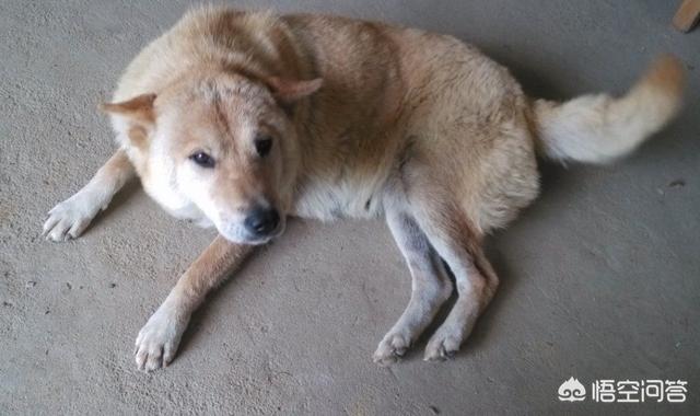 土狗图片:现在还有真正纯种的中华田园犬吗？ 土狗图片幼犬