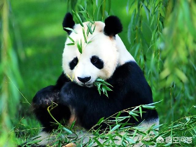 深圳和成都哪一座城市城市更有发展潜力？