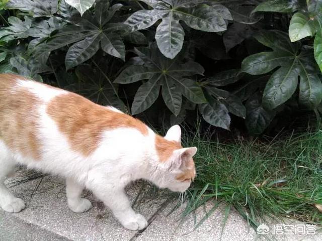 吸猫为什么有快感视频:为什么小猫经常去吃花盆里的干草？