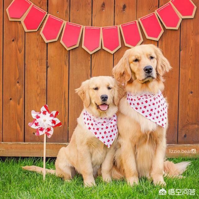 最丑的狗有哪些:狗界中，哪几种狗狗颜值很高？
