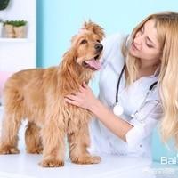 幼犬得犬瘟能治好吗:幼犬因犬瘟致神经受损能治好吗？