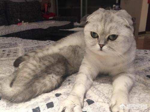 渐层和蓝猫还有美短哪种好？哪一种掉毛少一点？