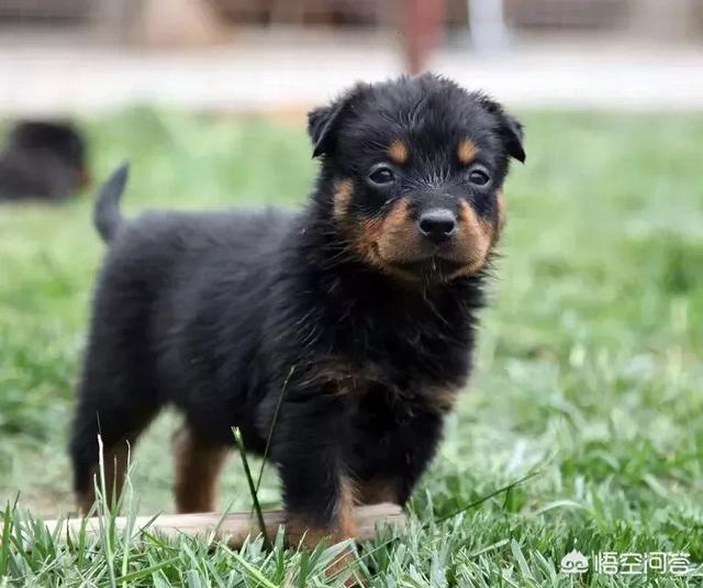 罗威那赛级犬:罗威纳母犬肩高能长到几个月？