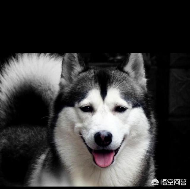宠物殡葬师收入如何:如何看待宠物入殓师这个职业？ 宠物殡葬师招聘