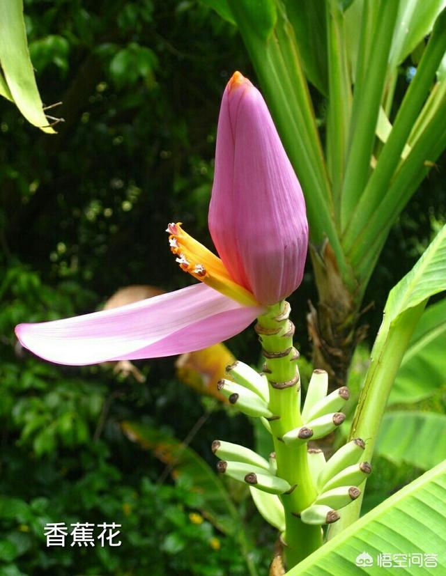 头条问答 黄花菜是香蕉花吗 4个回答