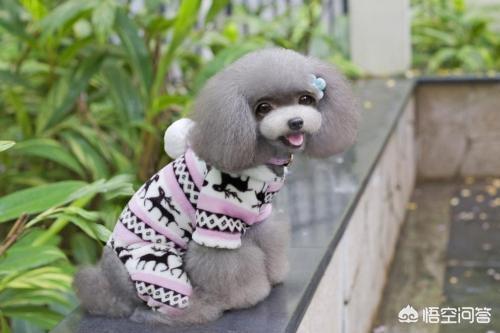 犬饲先生养狗记:为什么人不能吃狗，却可以吃其他动物比如说猪？
