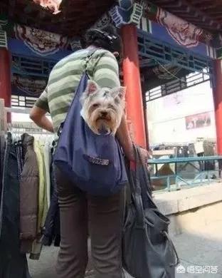 超萌小狗图片daquan:养大型狗和小型狗有什么区别？