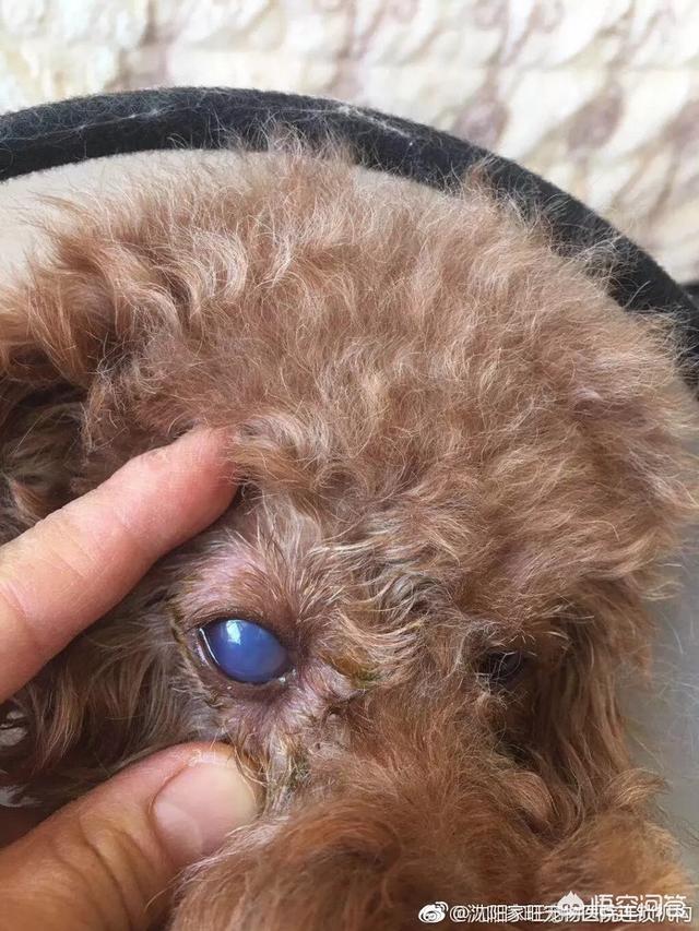 拳师犬疾病:拳师犬装甲车 狗狗眼角膜溃疡用什么药最有效？