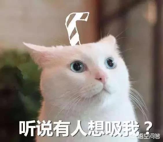 什么是吸猫吸猫是什么意思:最近很火的“吸猫”是什么意思？