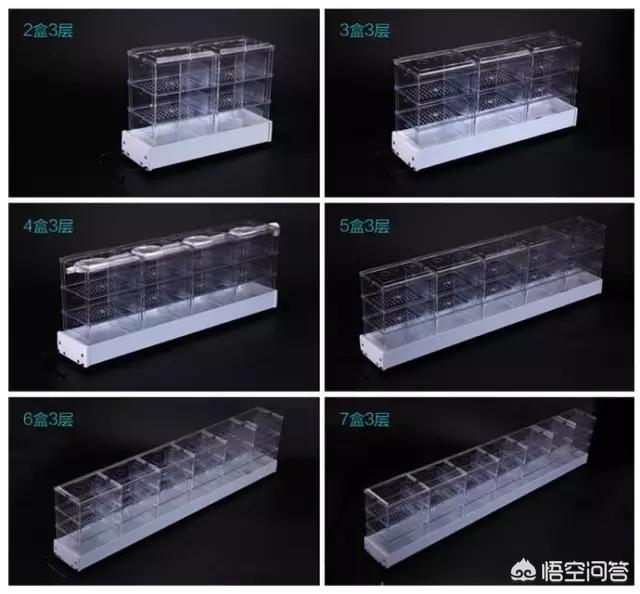 024观赏鱼论坛哪去了:在家里养金鱼，平时怎么喂食和维护水质？