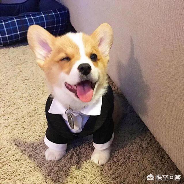 爱斯基摩犬 价格:想养只柯基或者拉布拉多，哪种比较适合我？