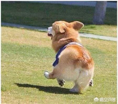 爱斯基摩犬 价格:想养只柯基或者拉布拉多，哪种比较适合我？
