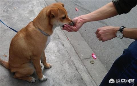 感染狂犬病会学狗叫吗:我的室友总是学狗叫怎么办？