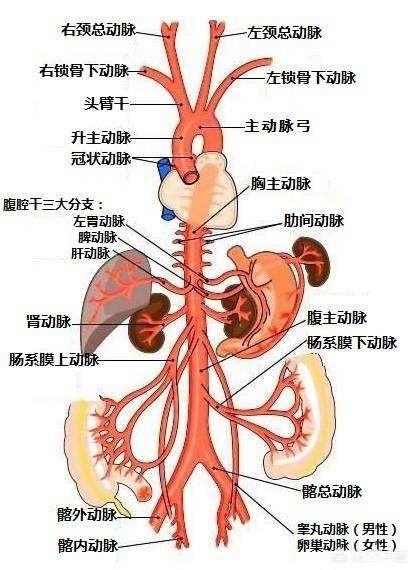 消炎药是抗生素吗:抗生素和抗菌药物是一回事吗？