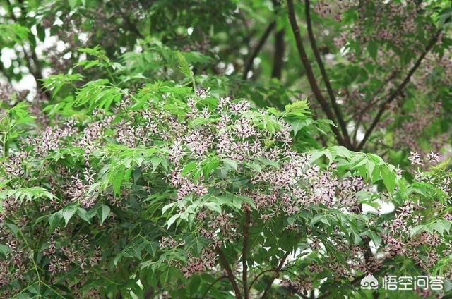 十种招鬼的花:恐怖故事里经常提到十种召鬼的花都是什么花？