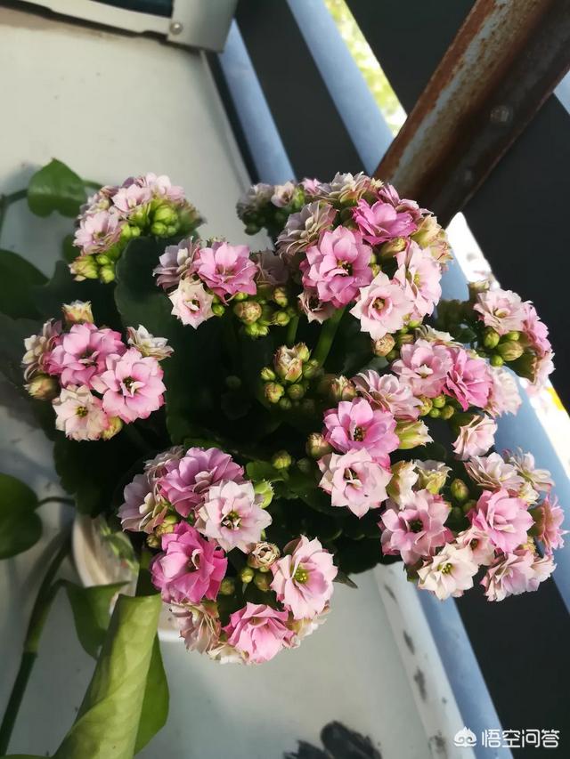 长寿花有毒吗家里能养吗:长寿花有毒吗，重瓣长寿花真能致癌吗？